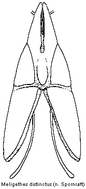 sagittogethes_distinctus_ovi.gif