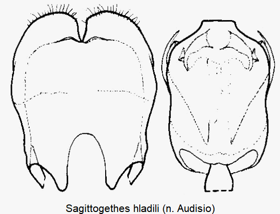 sagittogethes_hladili.gif