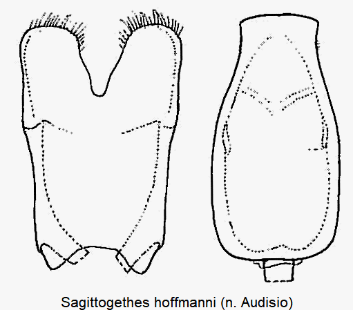 sagittogethes_hoffmanni.gif