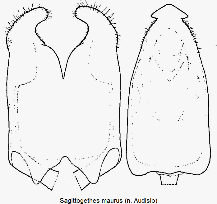 sagittogethes_maurus.gif