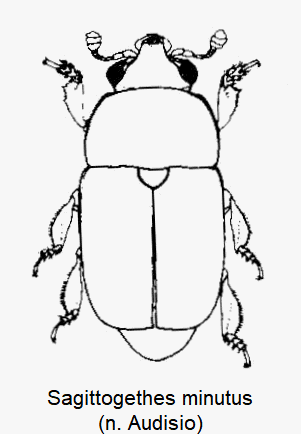 sagittogethes_minutus_hab.gif