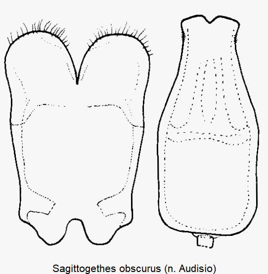sagittogethes_obscurus.gif
