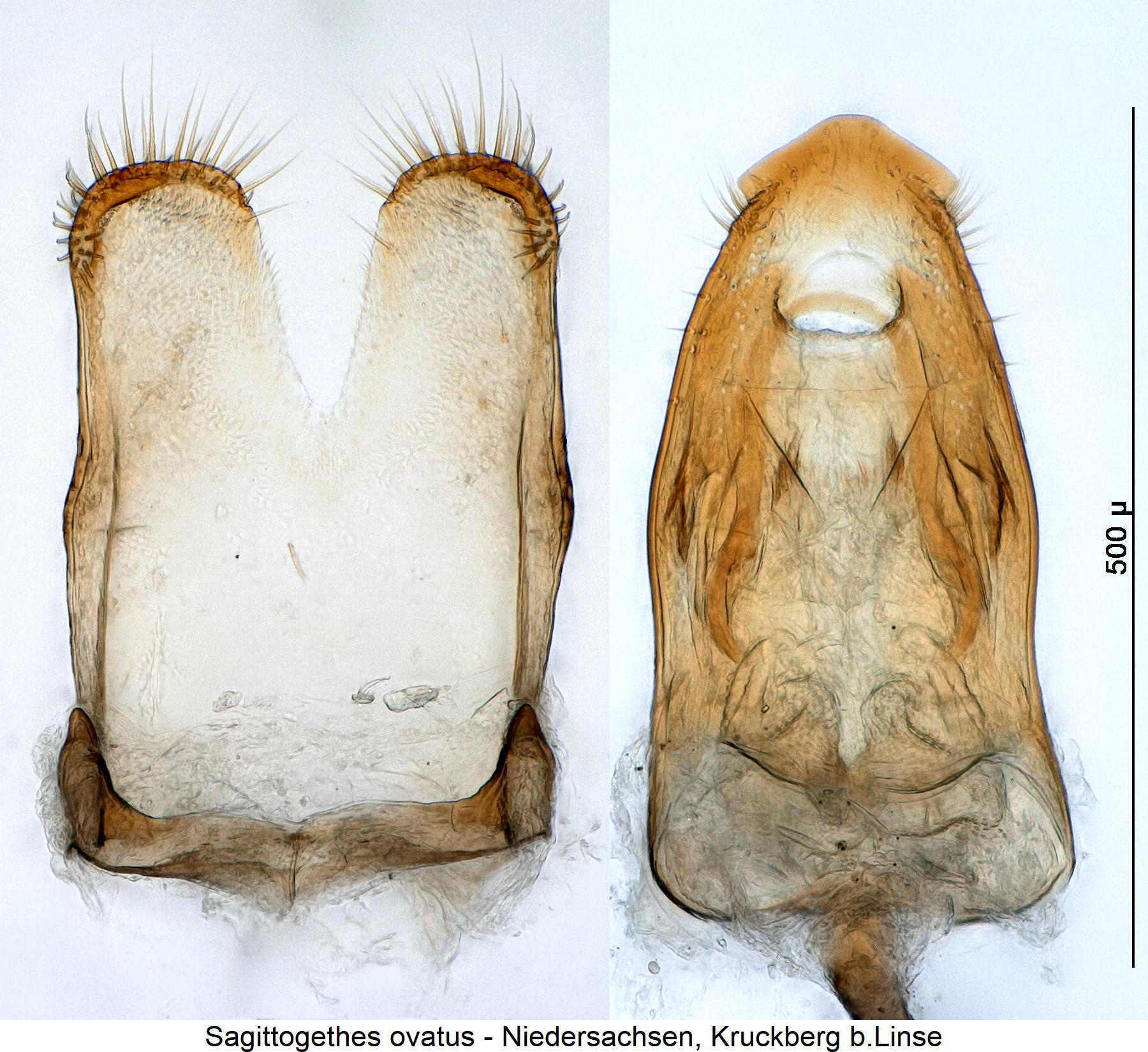 sagittogethes_ovatus.jpg