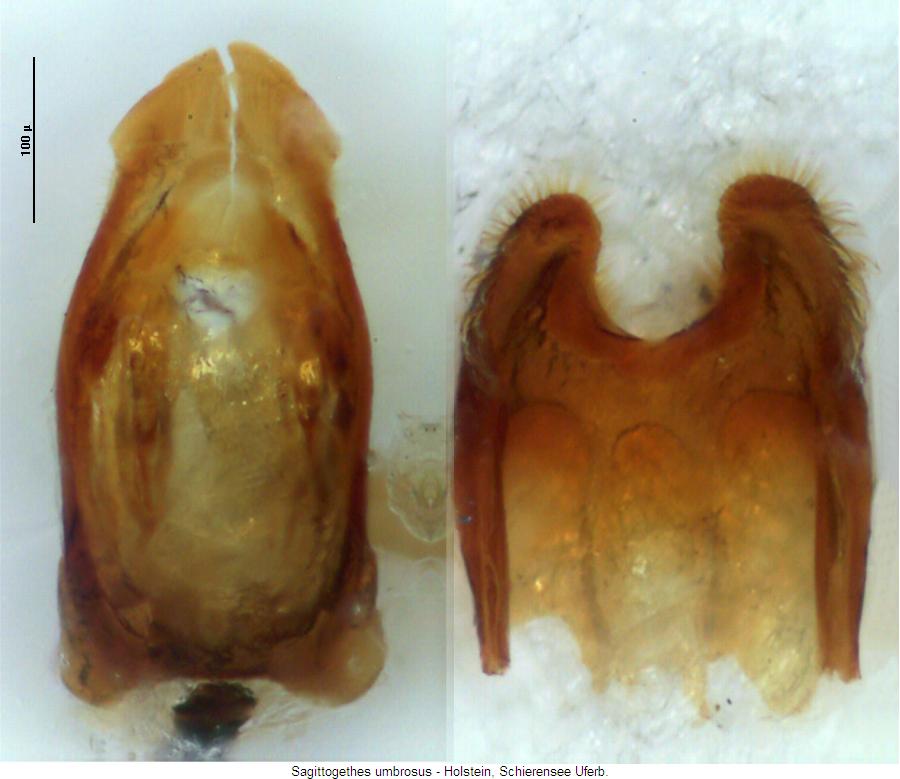 sagittogethes_umbrosus.jpg