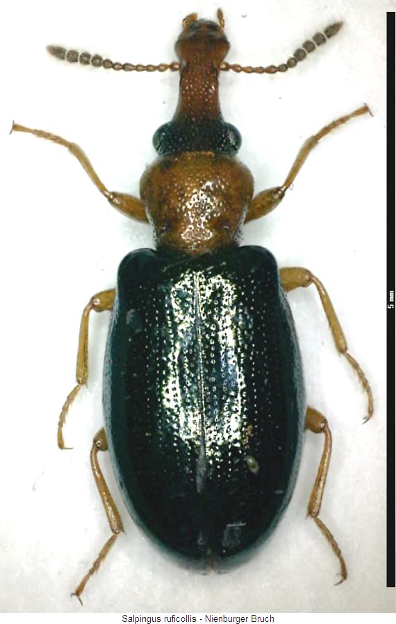 salpingus_ruficollis_hab.jpg