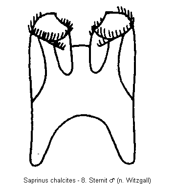 saprinus_chalcites_sternit.gif