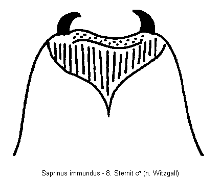 saprinus_immundus_sternit.gif