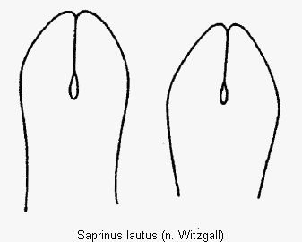 saprinus_lautus.gif