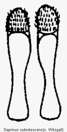saprinus_subnitescens_vp.gif