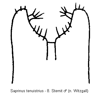 saprinus_tenuistrius_sternit.gif