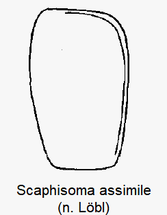 scaphisoma_assimile_fld.gif