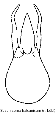 scaphisoma_balcanicum.gif