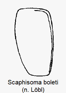 scaphisoma_boleti_fld1.gif