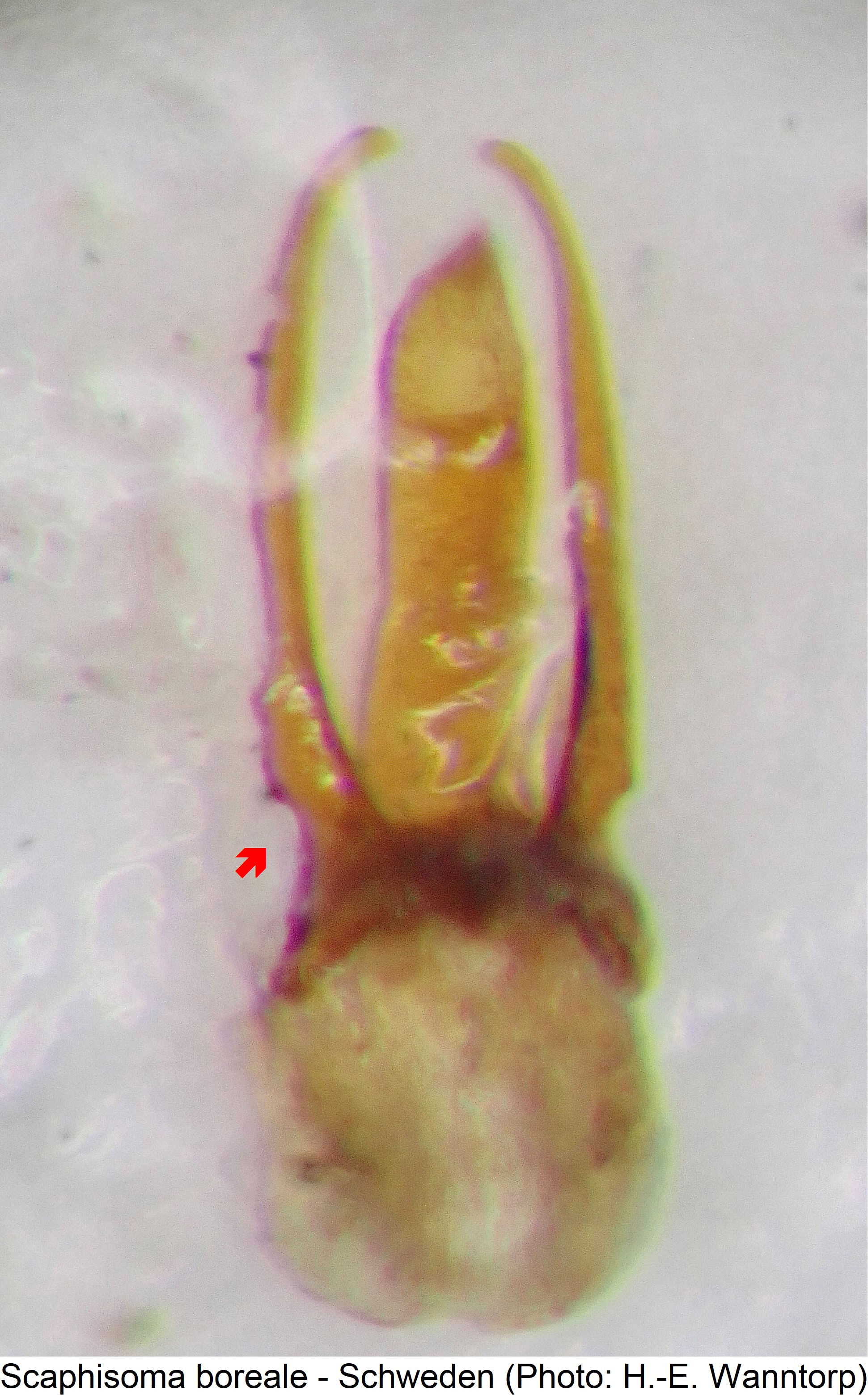 scaphisoma_boreale.jpg