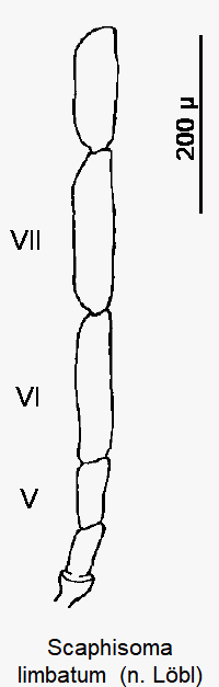 scaphisoma_limbatum_f.gif