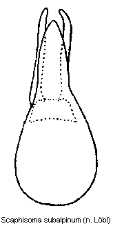 scaphisoma_subalpinum.gif