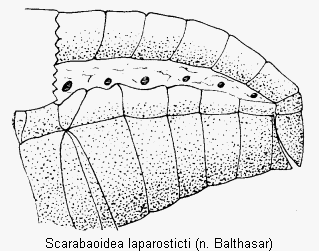 scarabaeoidea_laparosticti.gif