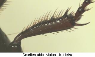 scarites_abbreviatus_mschn.jpg