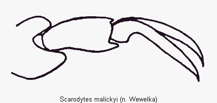 scarodytes_malickyi_vtr.gif