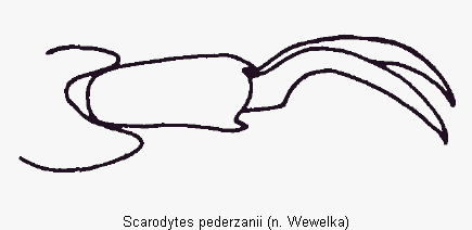 scarodytes_pederzanii_vtr.gif