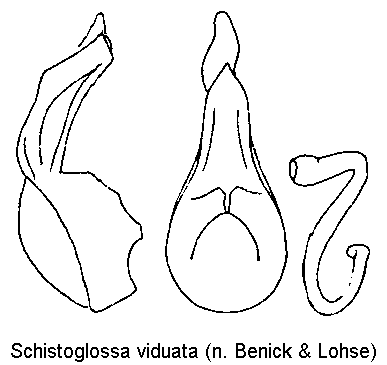 schistoglossa_viduata.gif