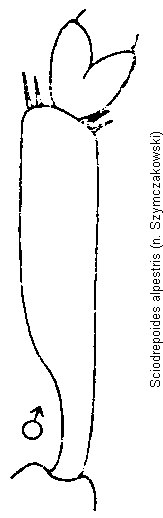 sciodrepoides_alpestris_vschn.gif
