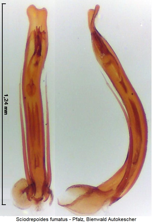 sciodrepoides_fumatus.jpg