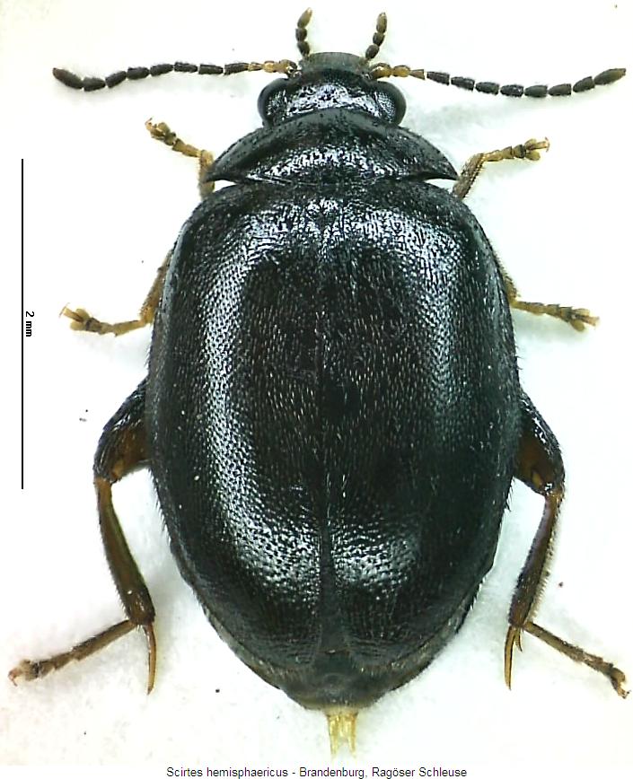 scirtes_hemisphaericus_hab.jpg