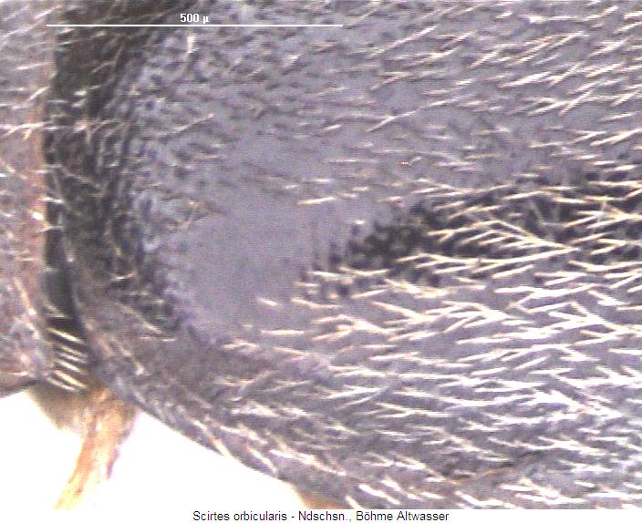 scirtes_orbicularis_os.jpg