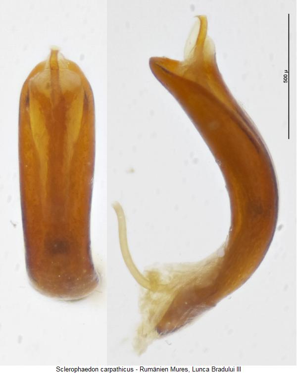 sclerophaedon_carpathicus.jpg