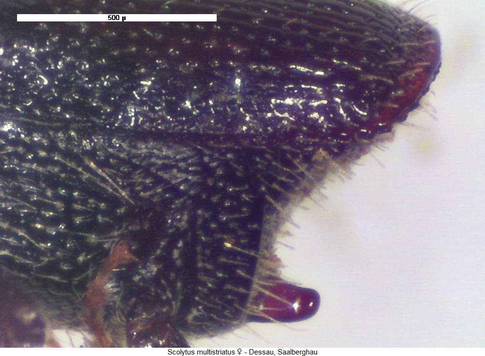 scolytus_multistriatus_abd.jpg
