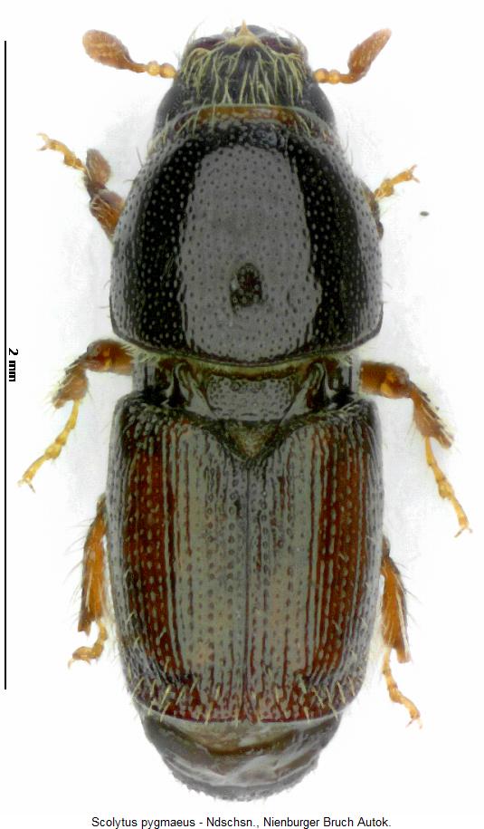 scolytus_pygmaeus_hab.jpg