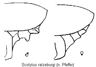 scolytus_ratzeburgi_hlb.gif