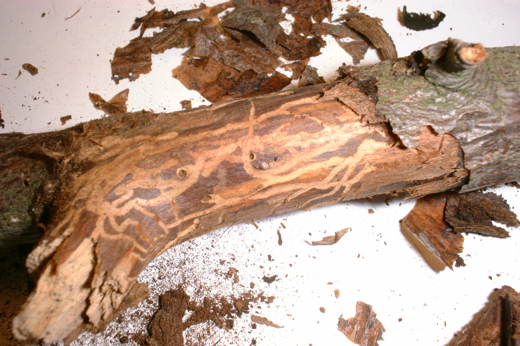 scolytus_rugulosus_frass.jpg