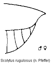 scolytus_rugulosus_hlb.gif