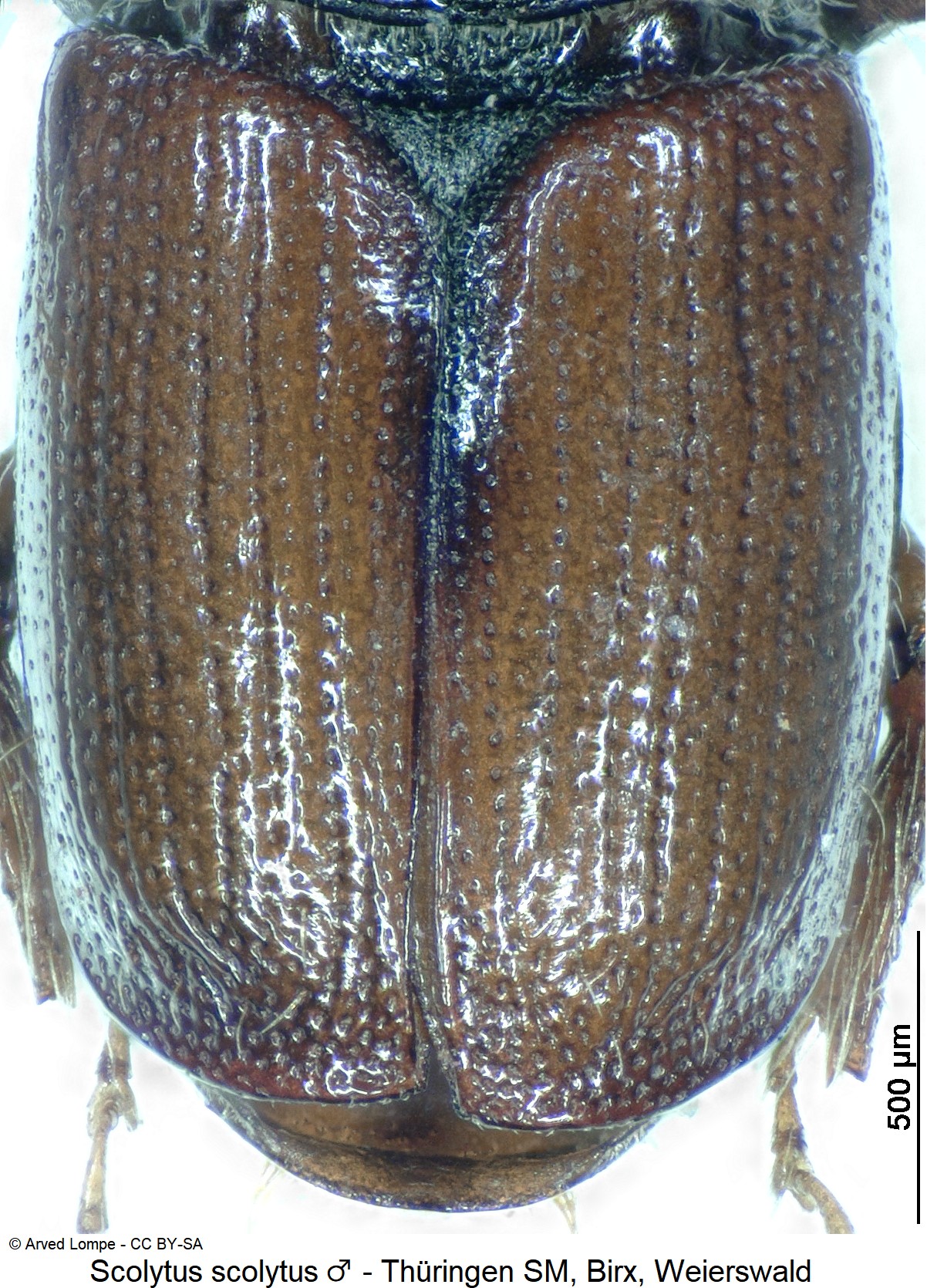 scolytus_scolytus_m_ck32182147_fld.jpg