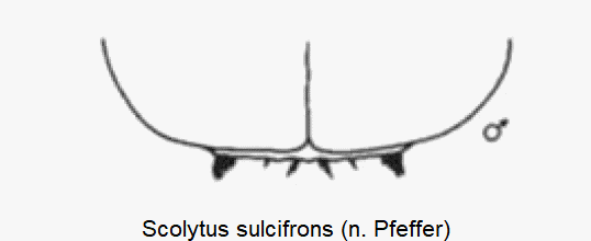 scolytus_sulcifrons_hlb.gif