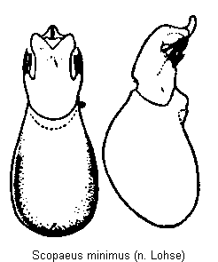 scopaeus_minimus.gif