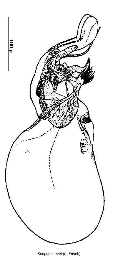 scopaeus_ryei1.gif