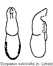 scopaeus_sulcicollis.gif