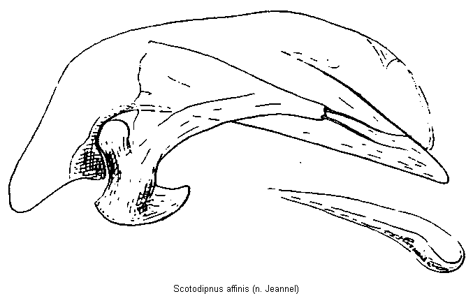 scotodipnus_affinis.gif