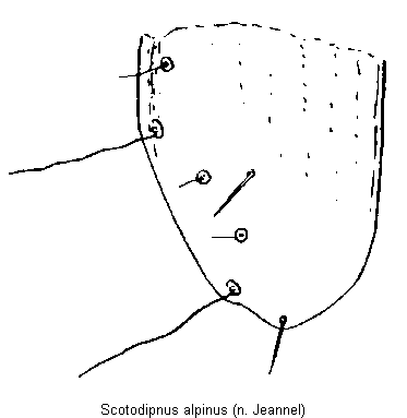 scotodipnus_alpinus_fld.gif