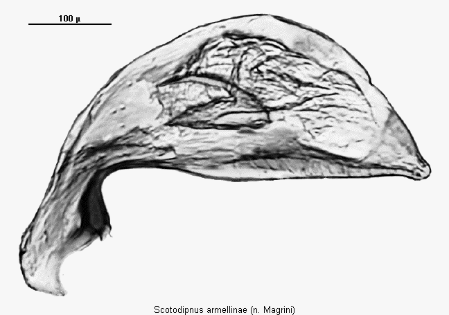 scotodipnus_armellinae.gif