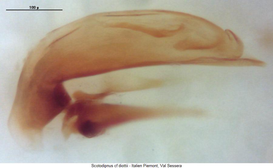 scotodipnus_diottii.jpg