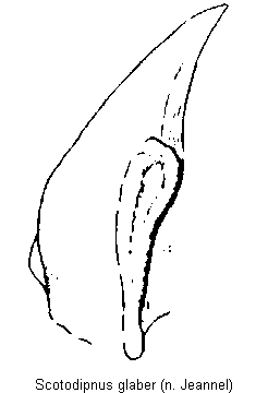 scotodipnus_glaber_mandibel.gif