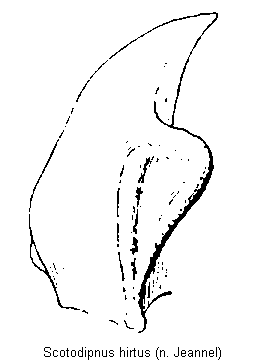 scotodipnus_hirtus_mandibel.gif