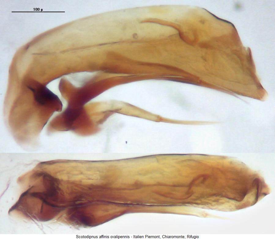 scotodipnus_ovalipennis3.jpg
