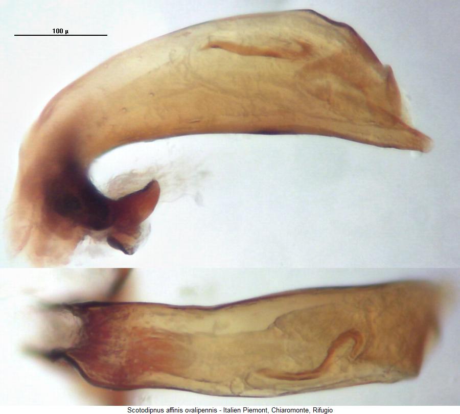 scotodipnus_ovalipennis4.jpg