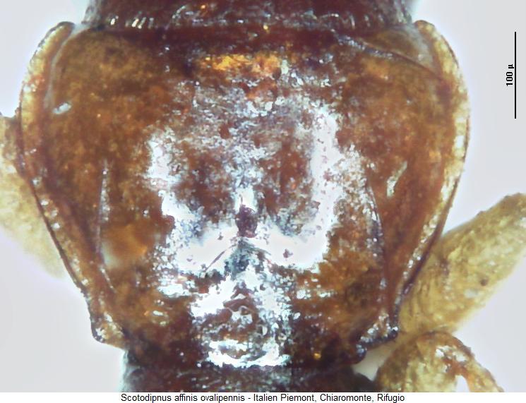 scotodipnus_ovalipennis_hsch.jpg