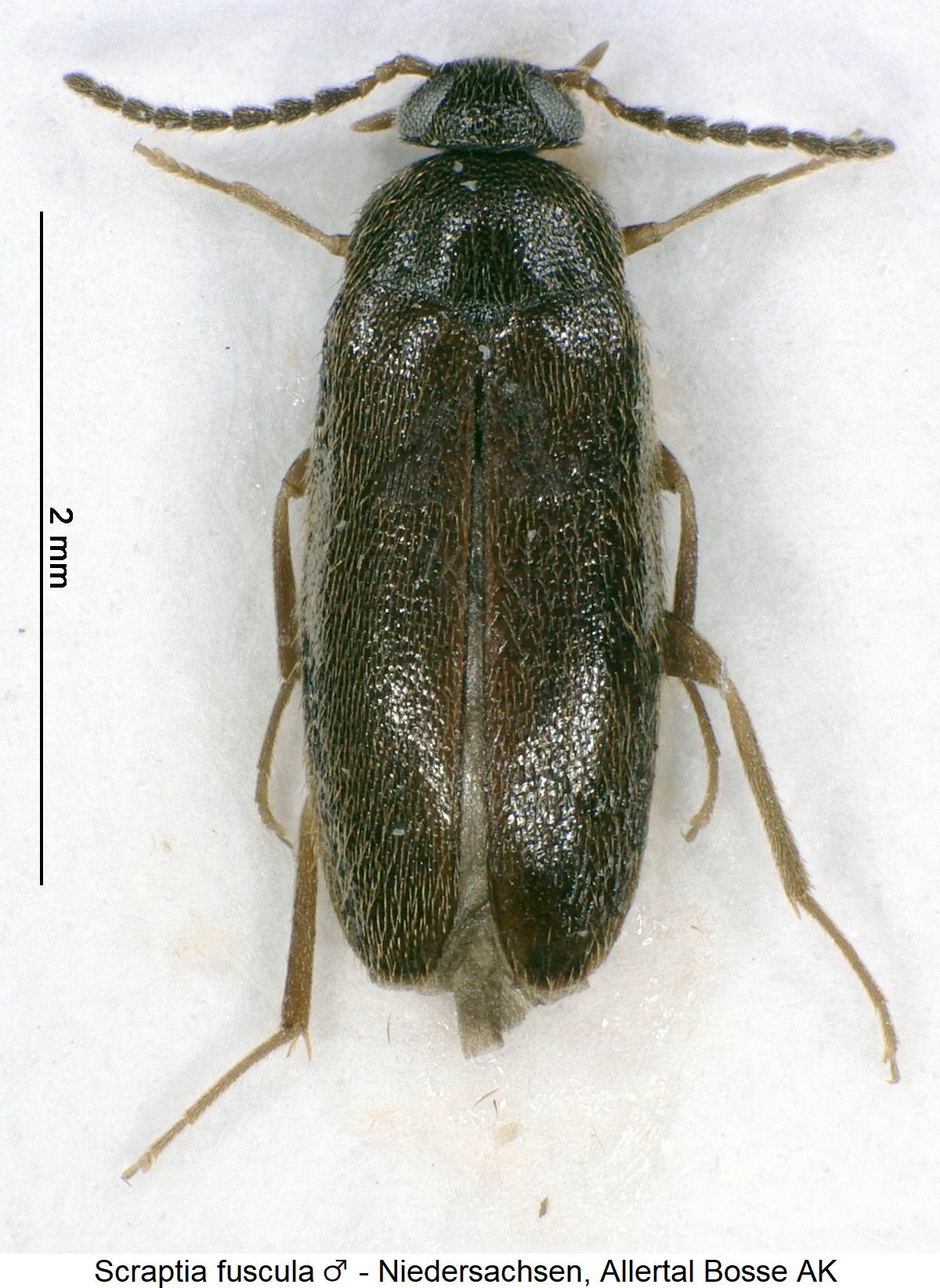scraptia_fuscula_hab1.jpg